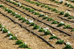Drip-Irrigationcommercial