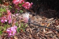 Micro-shrubler